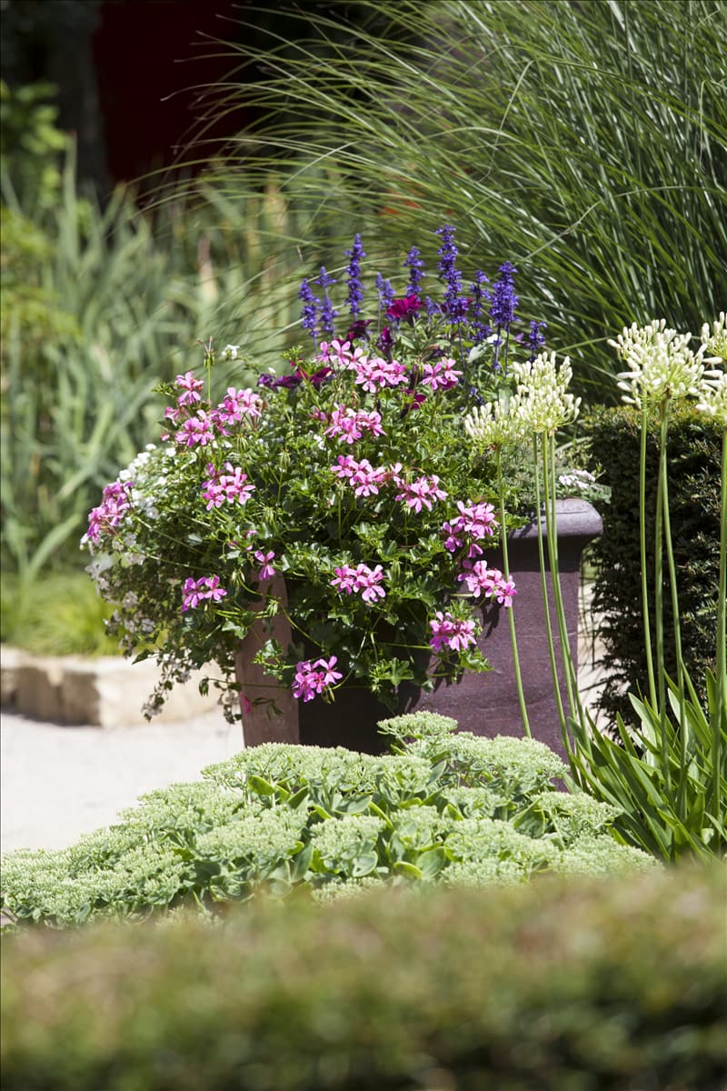 Pelargonium peltatum