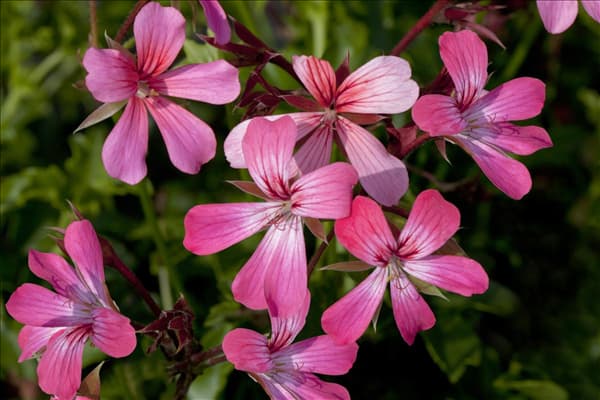 Pelargonium peltatum