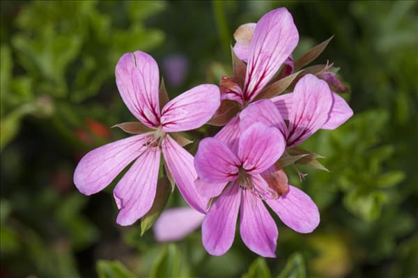 Pelargonium peltatum
