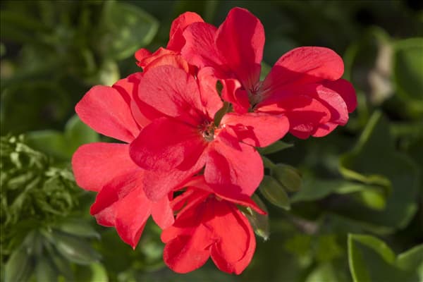 Pelargonium peltatum