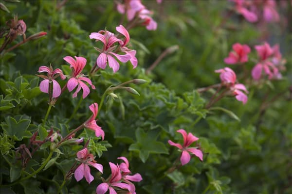 Pelargonium peltatum