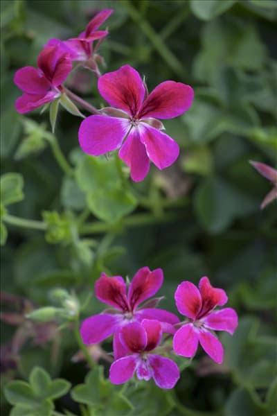 Pelargonium peltatum