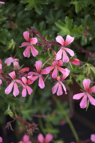 Pelargonium peltatum
