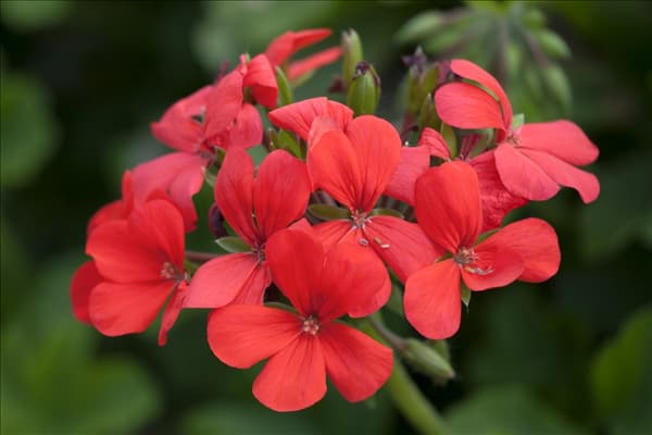 Pelargonium peltatum