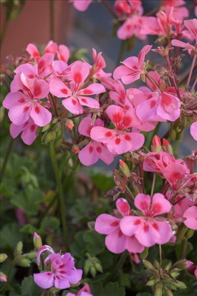 Pelargonium peltatum
