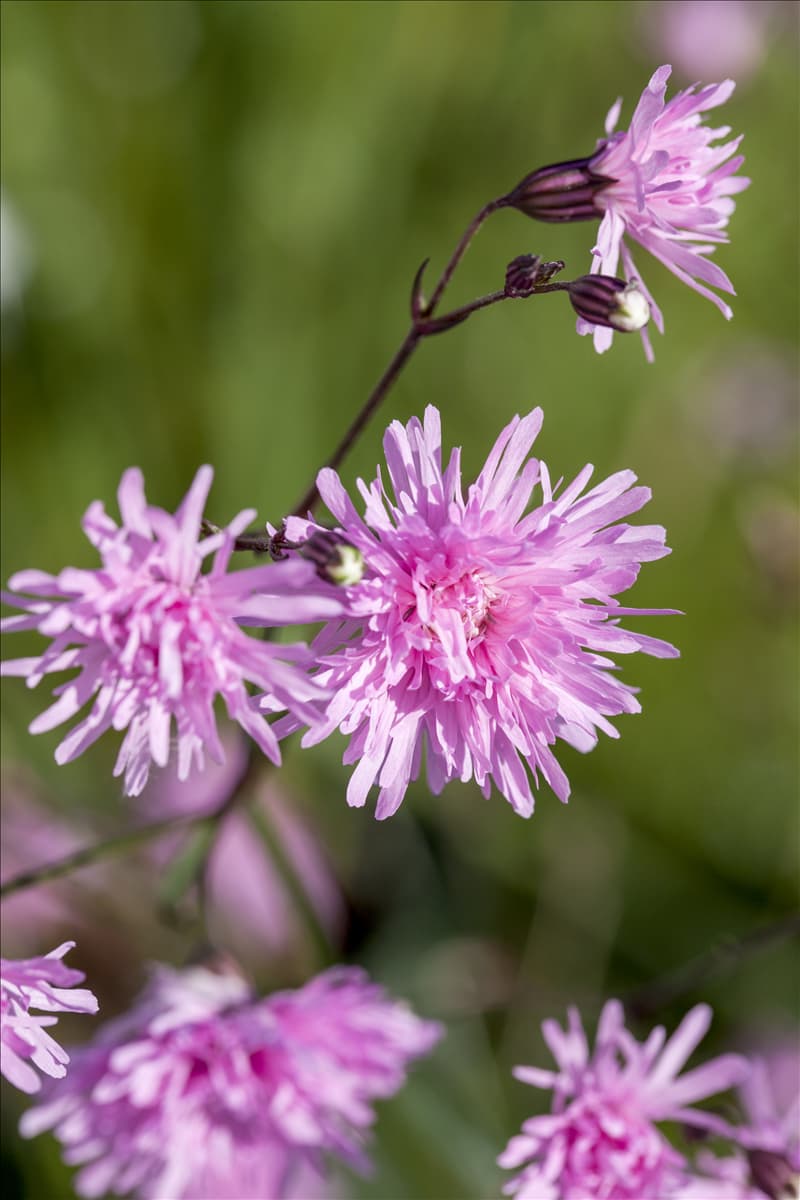 Lychnis flos-cuculi 'Jenny'