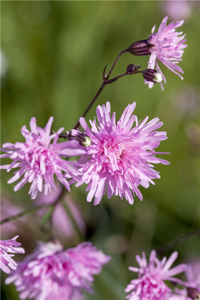 Lychnis flos-cuculi 'Jenny'