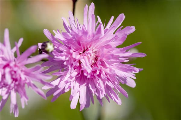 Lychnis flos-cuculi 'Jenny'