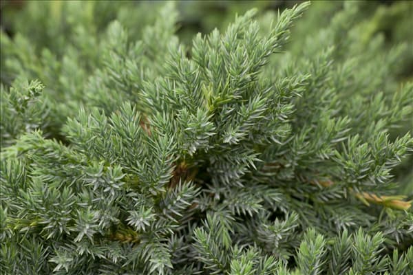 Juniperus squamata 'Blue Carpet'