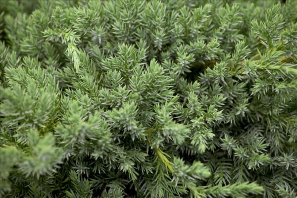Juniperus squamata 'Blue Carpet'