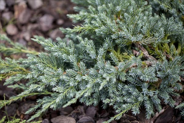 Juniperus squamata 'Blue Carpet'