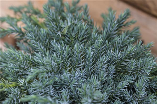 Juniperus squamata 'Blue Carpet'