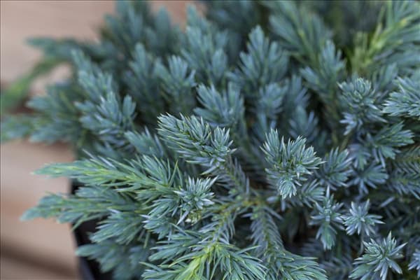 Juniperus squamata 'Blue Carpet'