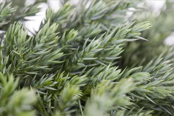 Juniperus squamata 'Blue Carpet'