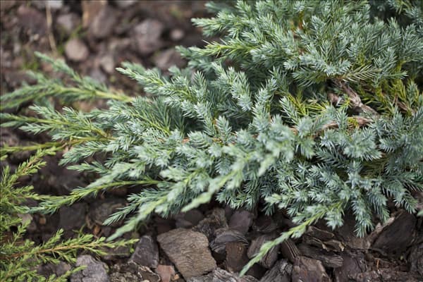 Juniperus squamata 'Blue Carpet'