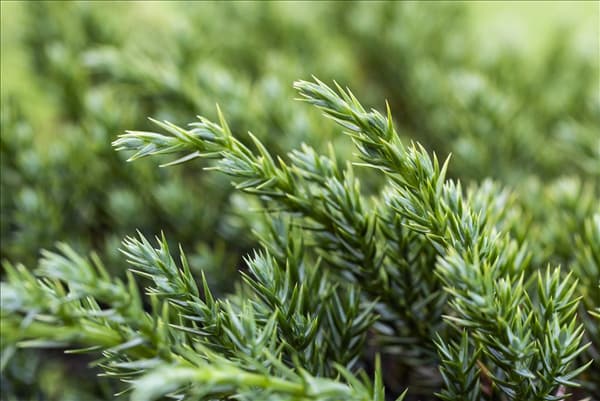 Juniperus squamata 'Blue Carpet'
