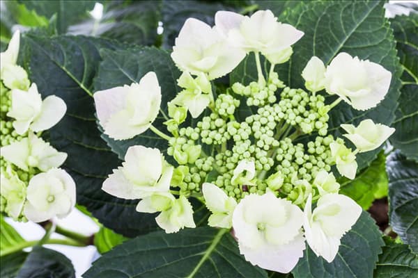 Hydrangea macrophylla 'Frisbee'®