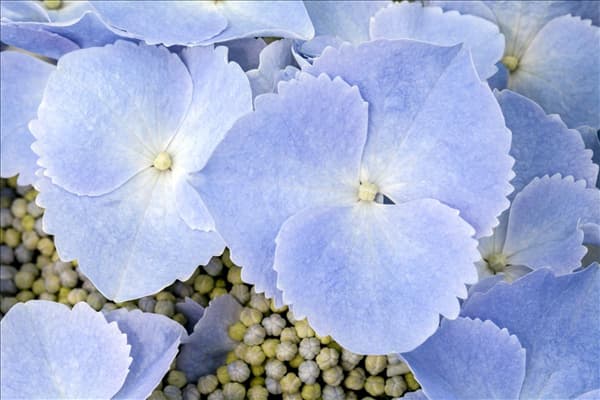 Hydrangea macrophylla 'Frisbee'®