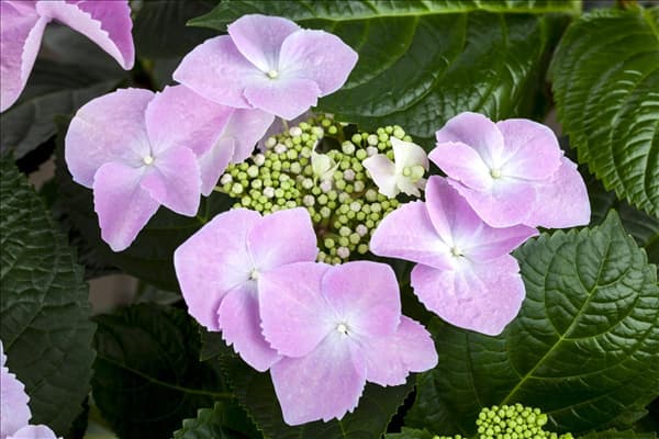 Hydrangea macrophylla 'Frisbee'®