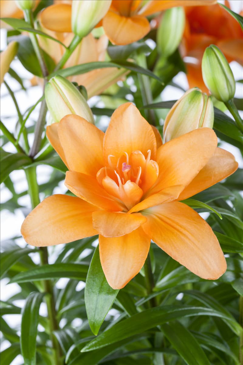 Lilium