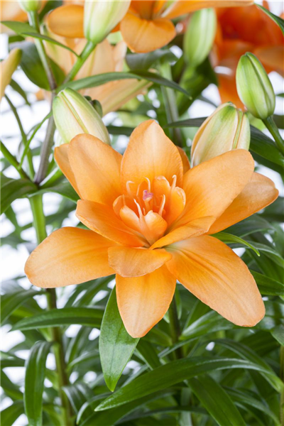 Lilium