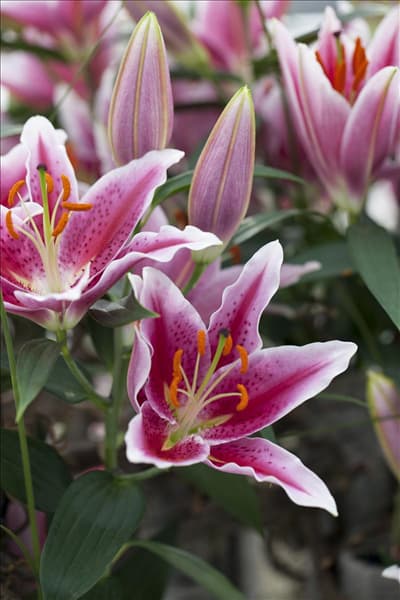 Lilium
