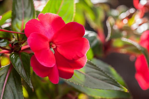 Impatiens neuguinea, rot