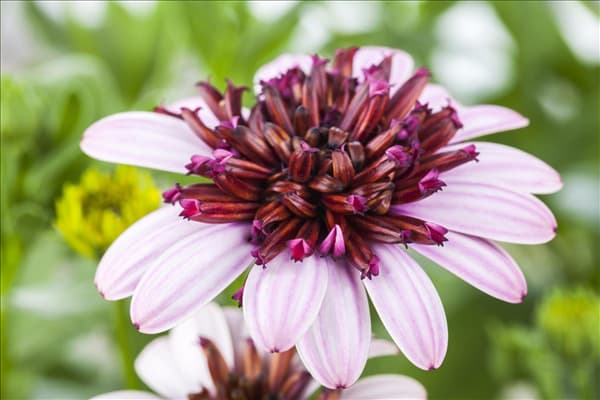 Osteospermum 'FlowerPower'®