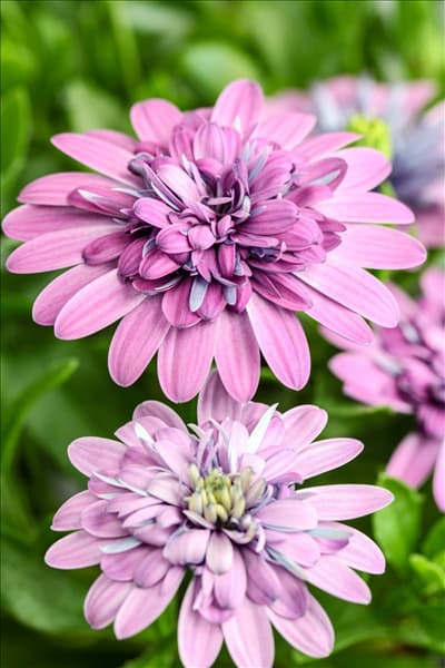 Osteospermum 'FlowerPower'®