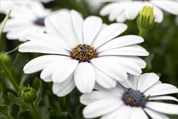 Osteospermum ecklonis 'FlowerPower'®