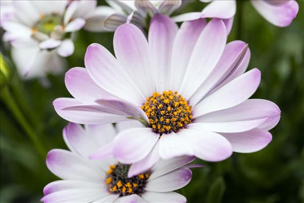 Osteospermum ecklonis 'FlowerPower'®
