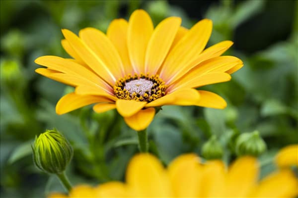 Osteospermum ecklonis 'FlowerPower'®
