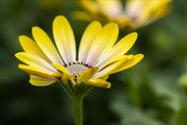 Osteospermum ecklonis 'FlowerPower'®