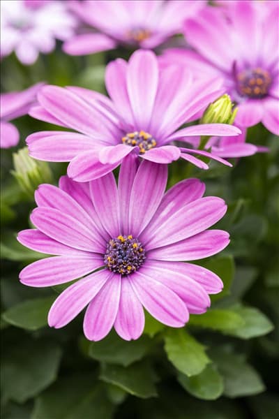 Osteospermum ecklonis 'FlowerPower'®
