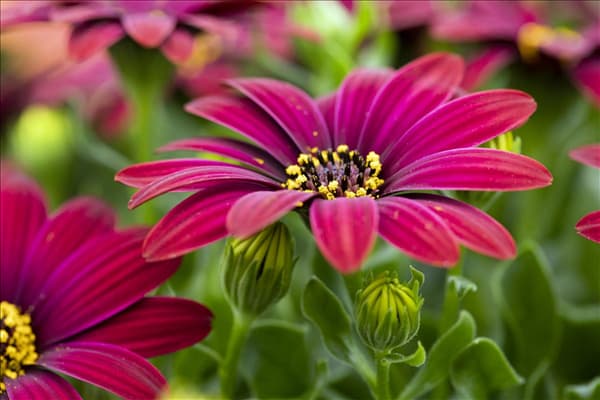 Osteospermum ecklonis 'FlowerPower'®