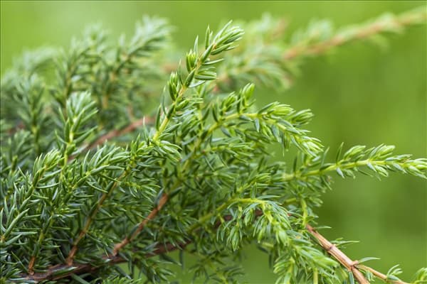 Juniperus squamata 'Holger'