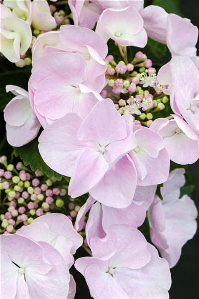 Hydrangea macrophylla 'Hobella'®