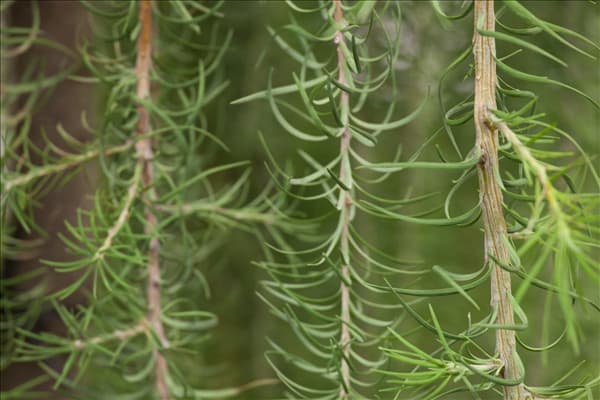 Larix kaempferi 'Stiff Weeper'