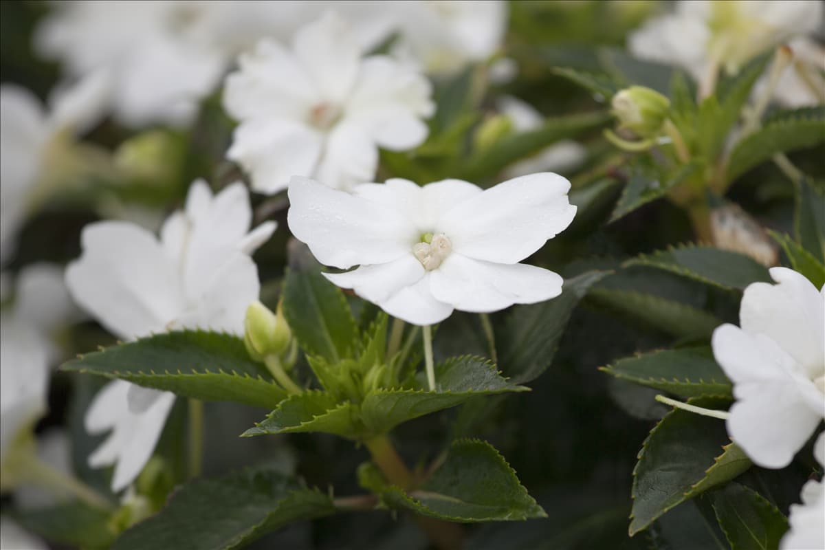 Impatiens 'Harmony'®