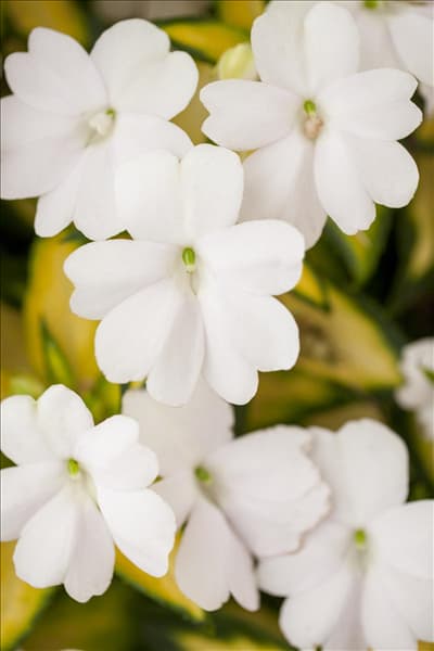 Impatiens 'SunPatiens'™