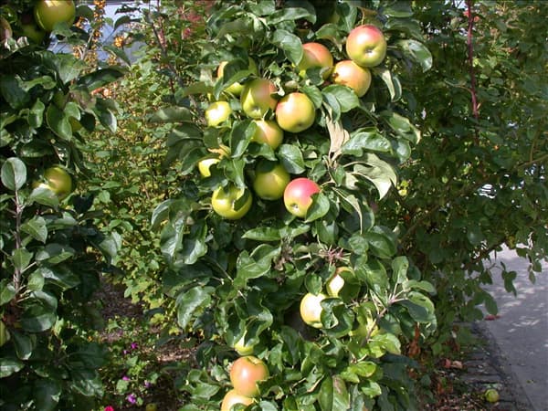 Malus domestica, Säule