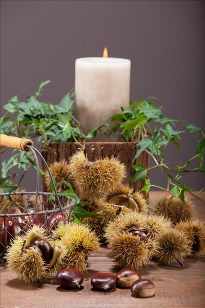 Castanea sativa