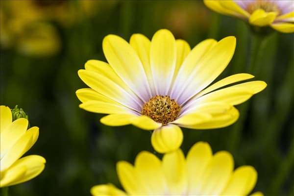 Osteospermum ecklonis 'SummerHero'®