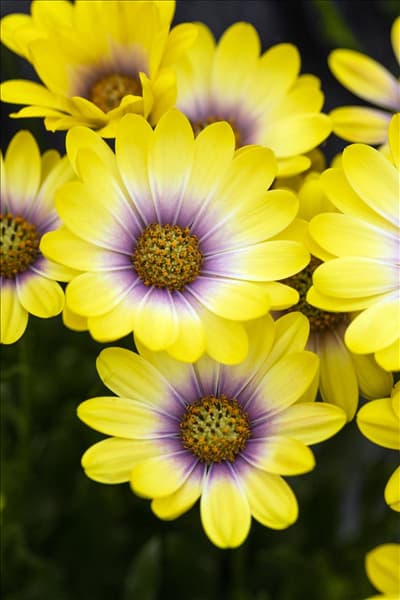 Osteospermum ecklonis 'SummerHero'®