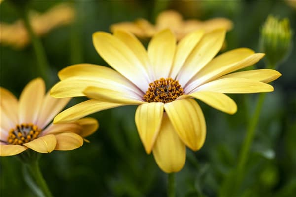 Osteospermum ecklonis 'SummerHero'®