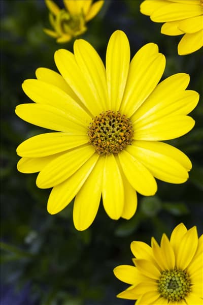 Osteospermum ecklonis 'SummerHero'®