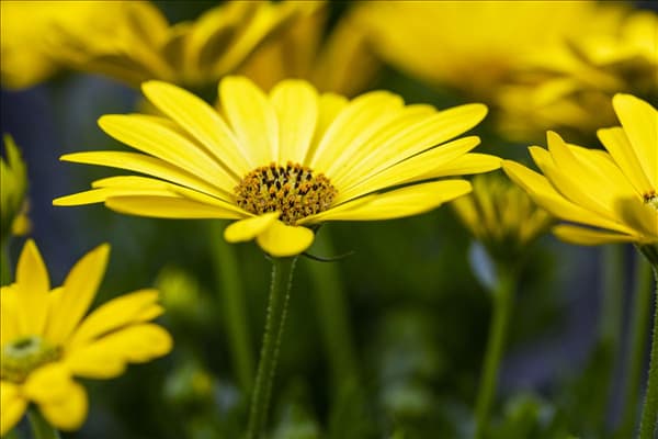 Osteospermum ecklonis 'SummerHero'®