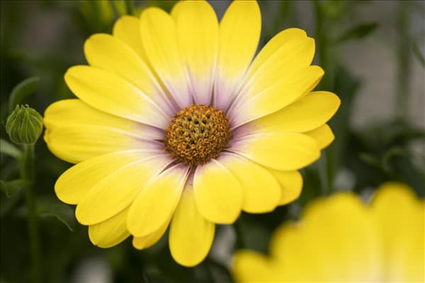 Osteospermum ecklonis 'SummerHero'®