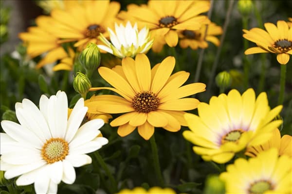 Osteospermum ecklonis 'SummerHero'®