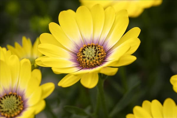 Osteospermum ecklonis 'SummerHero'®